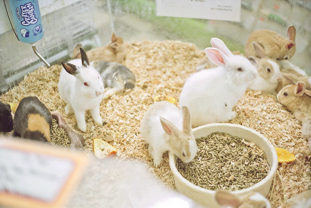 Rabbit Pet Store