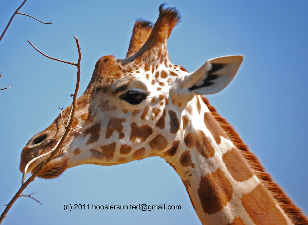 Giraffe head | Taken at Sydney's Taronga Zoo, September 2010… | Kevin