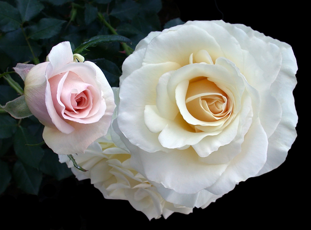 French Lace Rose and Open Bud- C95-4-15-11_4731 | Floribunda… | Flickr