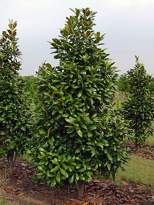 Magnolia Grandiflora Greenback