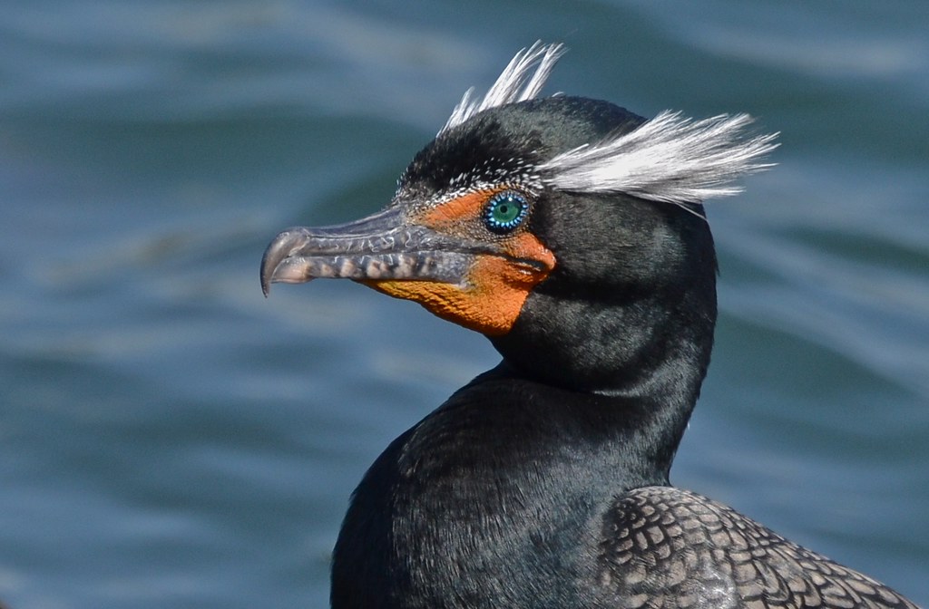 Double-Crested Cormorant - Explore #28 4-9-11 | by goingslo