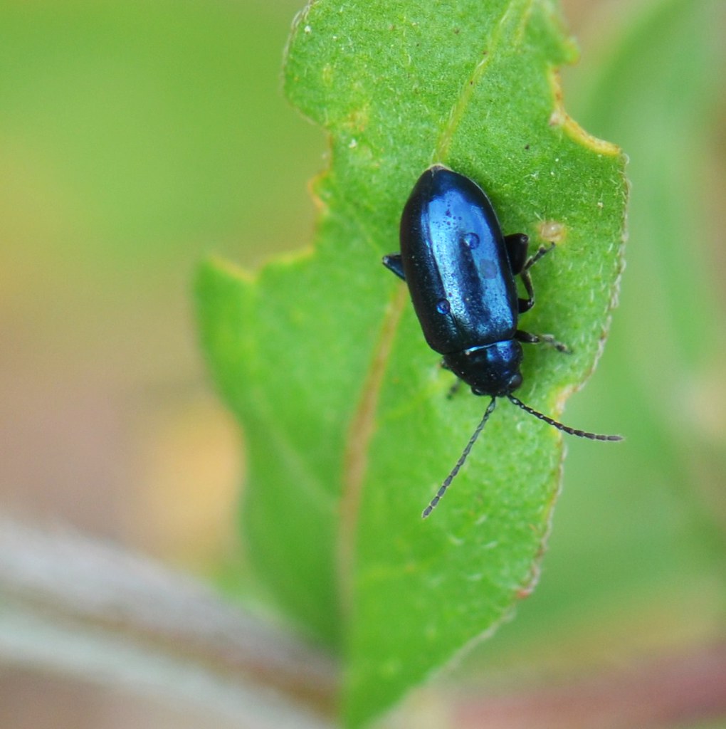 Blue Metallic Flea Beetle | Blue Metallic Flea Beetle Altica… | Flickr