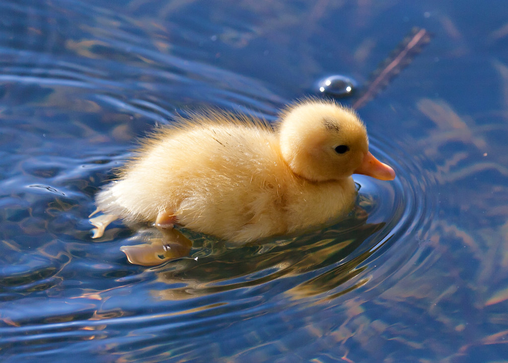 Little Yellow Baby Duck | Swaffham duckpond | nick ford | Flickr