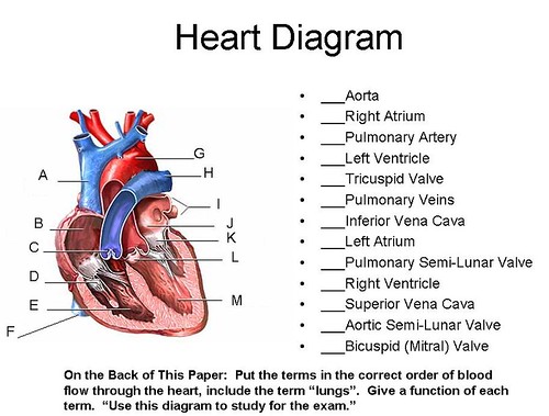Heart Diagram | Flickr - Photo Sharing!