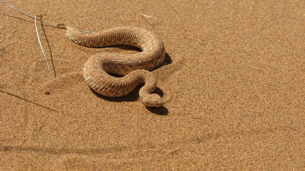 Искушение песчаного змея читать. Карликовая Африканская гадюка. Пустыни Песчаная Эфа. Карликовая гадюка в пустыне. Песчаная Эфа альбинос.