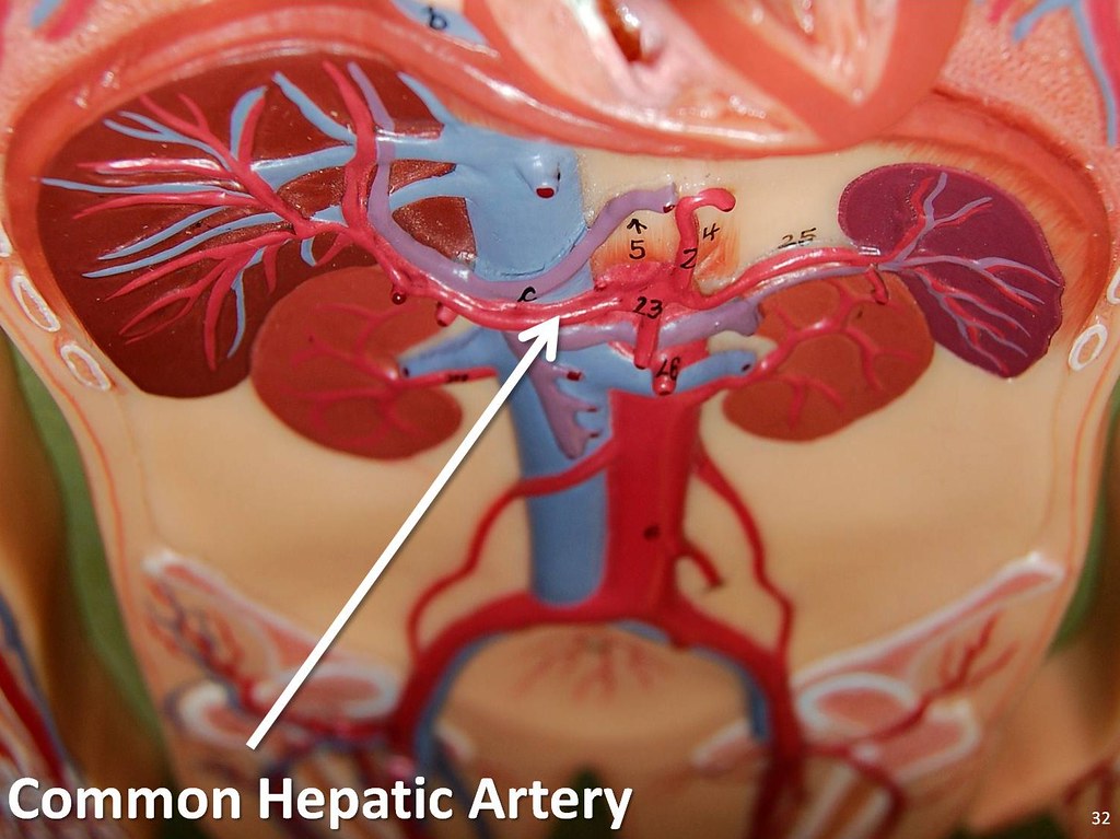 Common hepatic artery - The Anatomy of the Arteries Visual… | Flickr