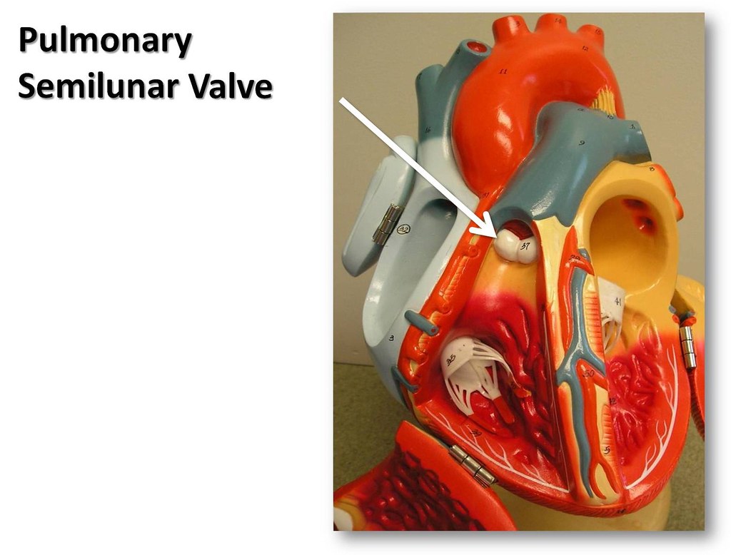 Pulmonary semilunar valve - The Anatomy of the Heart Visua… | Flickr