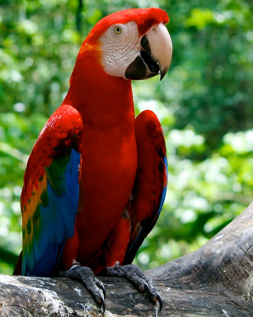 Red parrot | Red parrot | @Doug88888 | Flickr