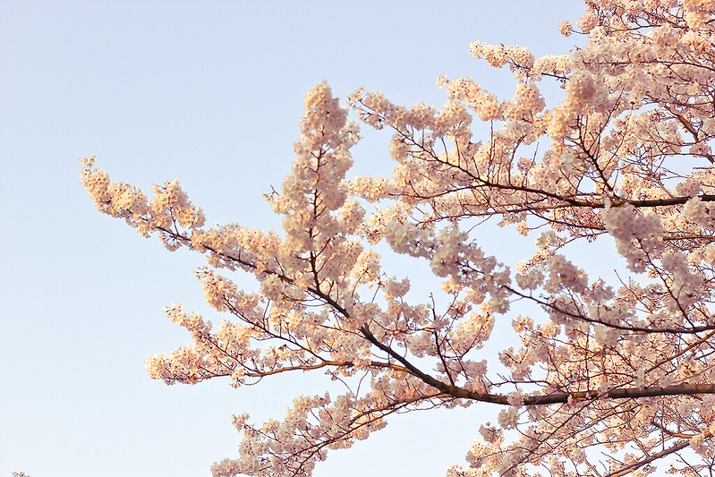 flower sakura hanami cherryblossom blossom blooms pink flower white japan tokyo