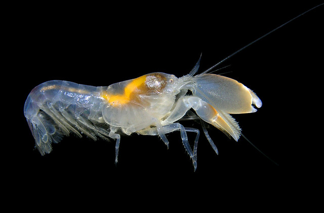 snapping shrimp