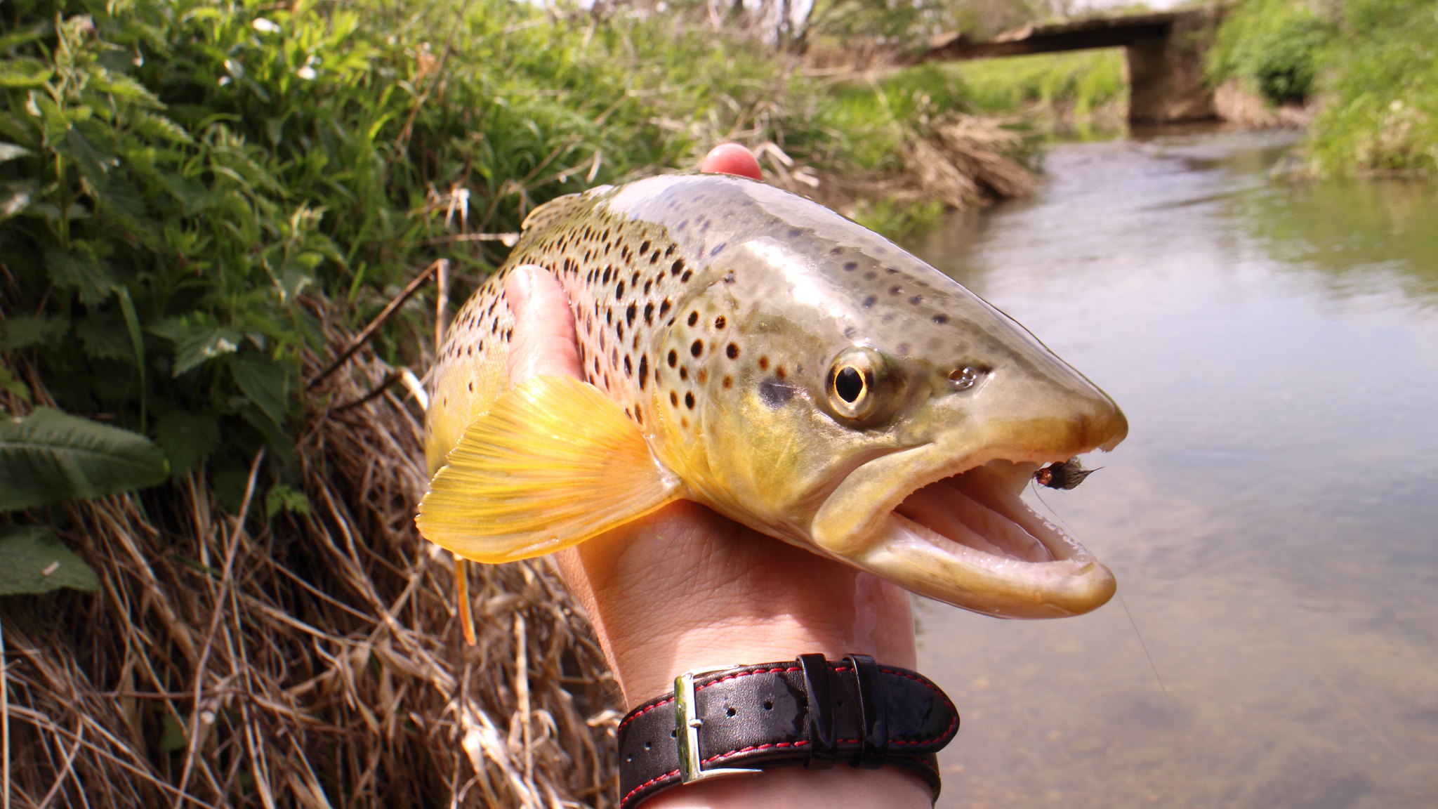 15" Brown Trout