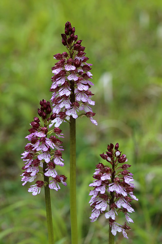 Lady Orchid Orchis Purpurea