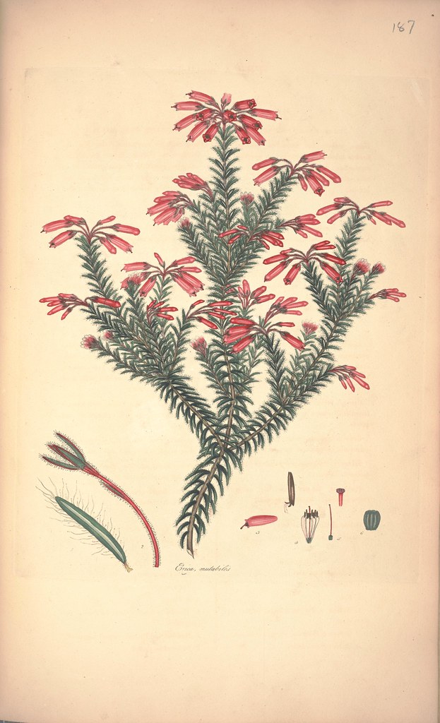 Erica mutabilis