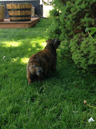 house kitty exploring the yard (with supervision)