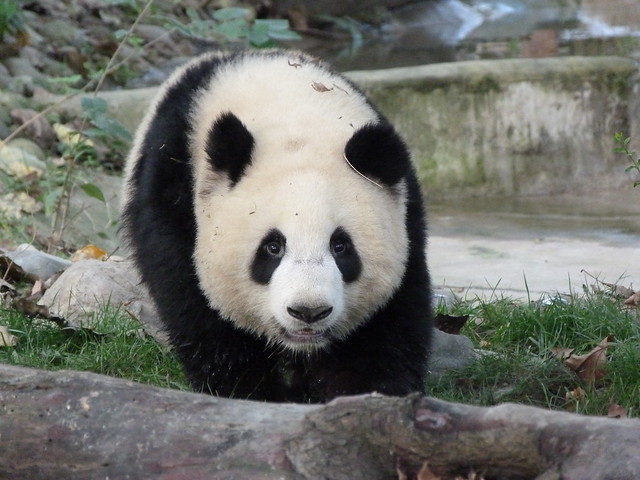 Oso panda de Chengdú (China)