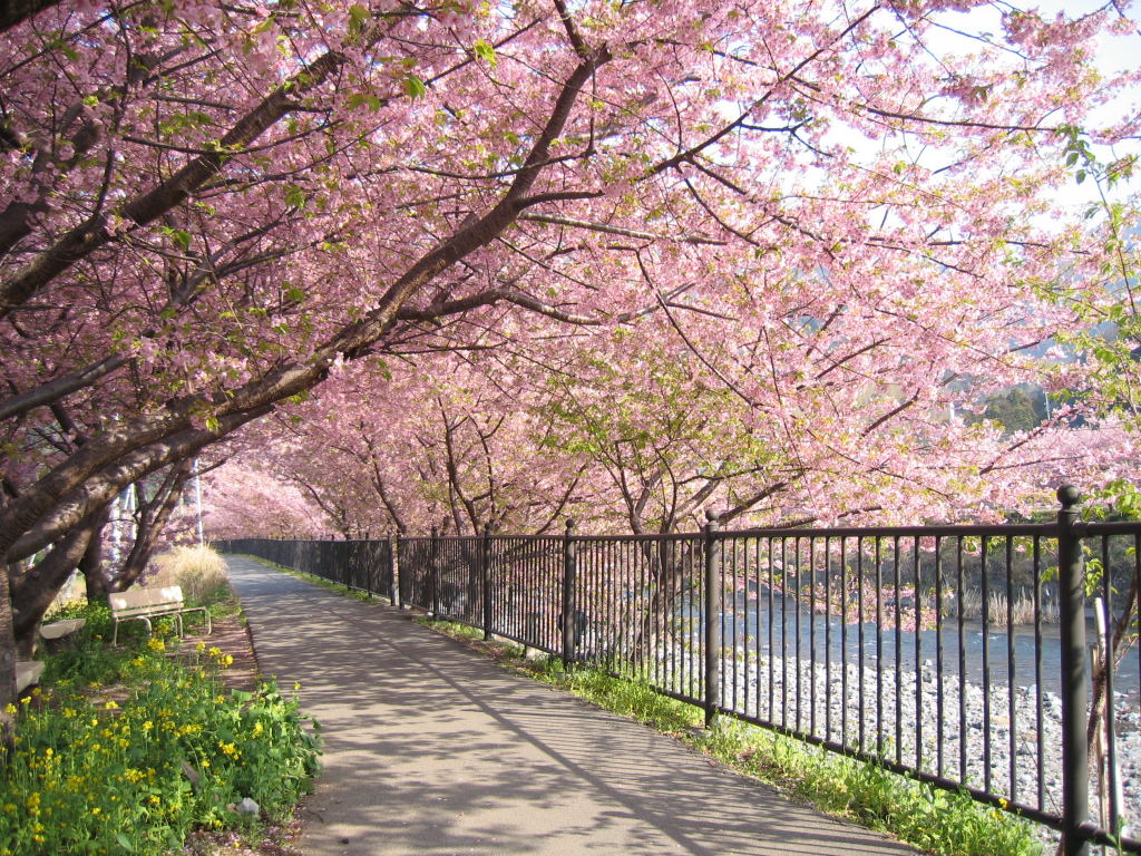 foto foto pemandangan bunga sakura jepang 6 by chitra