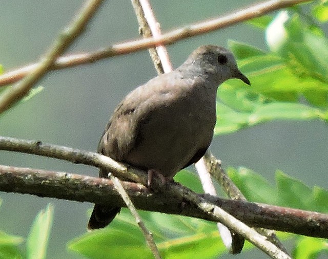 Plain-breasted Ground-Dove (Columbina minuta)