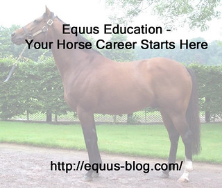 Could Equine Thermography help Your Horse?