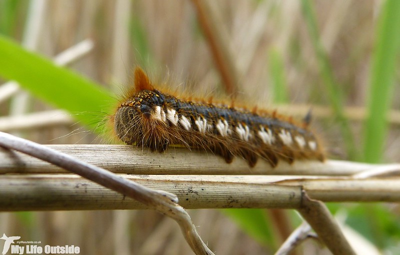 P1120762 - Drinker Moth Caterpillar
