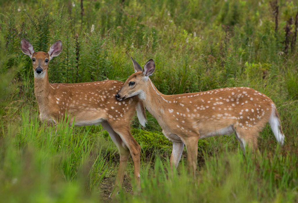 Fawning for the Camera | Fawn (verb) 1. For a doe: to ...