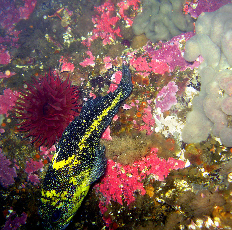 Black and yellow rockfish with anemone. 