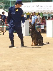 警察犬 - えびすふれあい広場2015