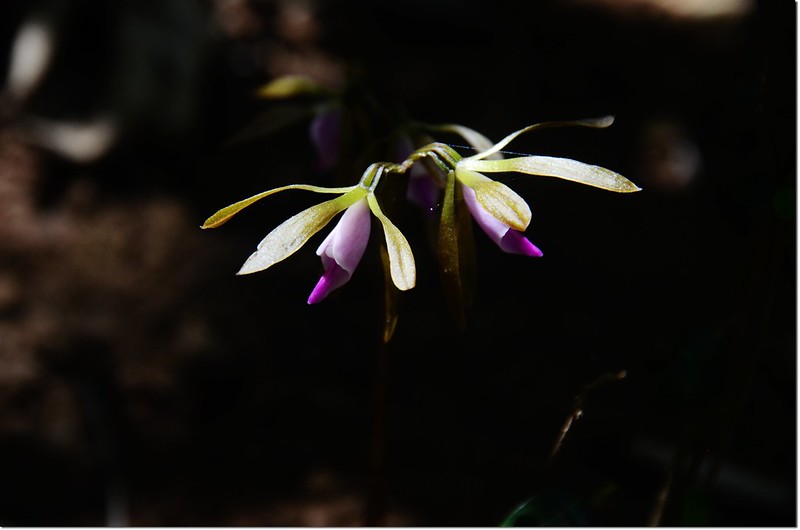 紫花脈葉蘭 (11)