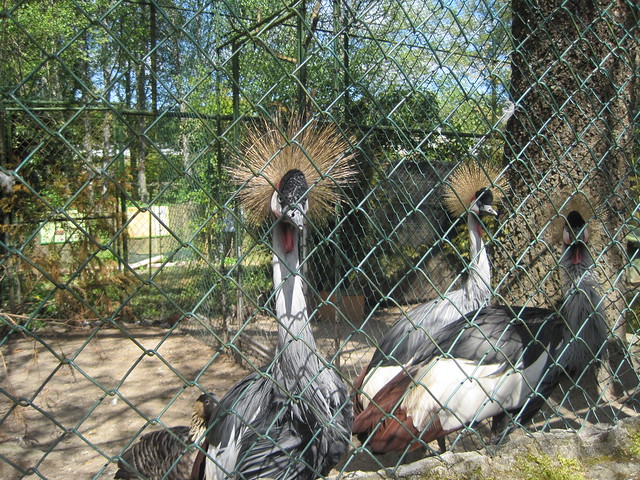 Grulla Coronada en Avifauna Parque Zoológico Ornitológico