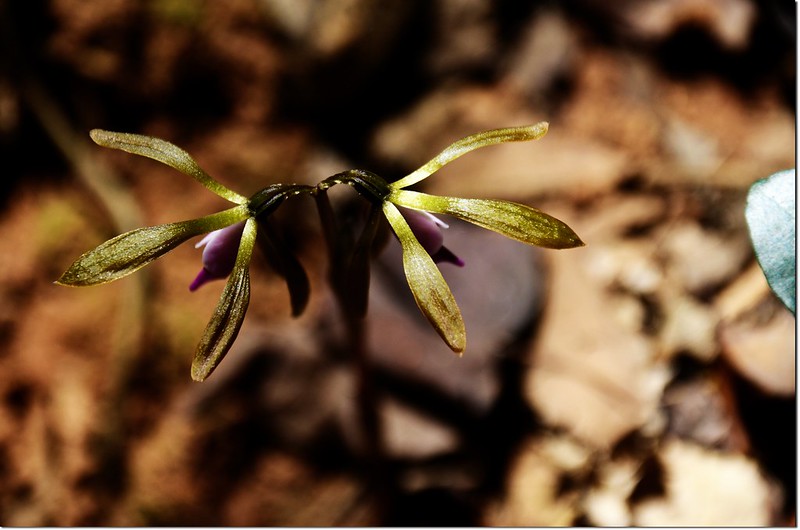 紫花脈葉蘭 (9)