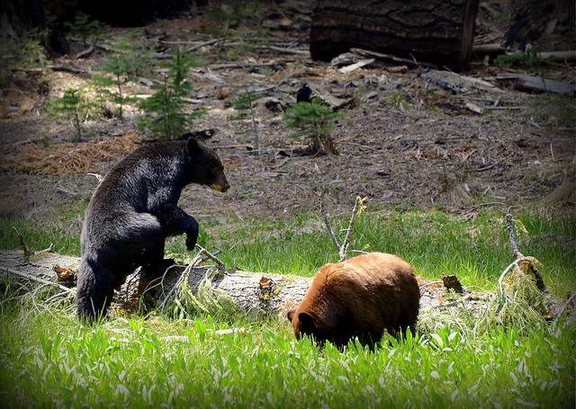 Bears in Sequoia NP 4