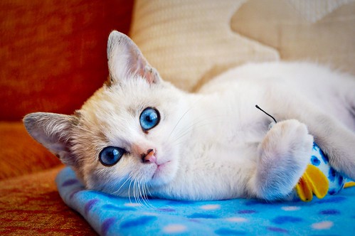 Jackie, gatita ojos azules cruce Burmilla tranquila y dulce, nacida en Septiembre´16, en adopción. Valencia. ADOPTADA. 31092558155_ef9b299892