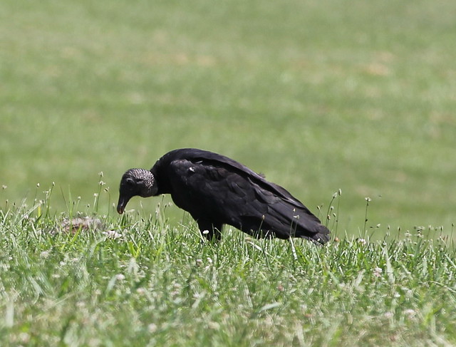 young-turkey-vulture-flickr-photo-sharing