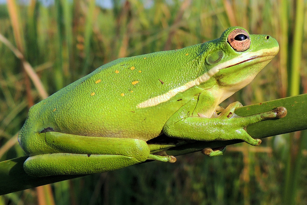 American Green Tree Frog | The state amphibian of Georgia an… | Flickr