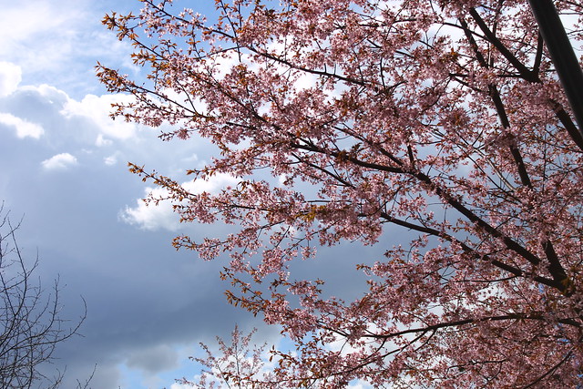 cherry blossoms ♥