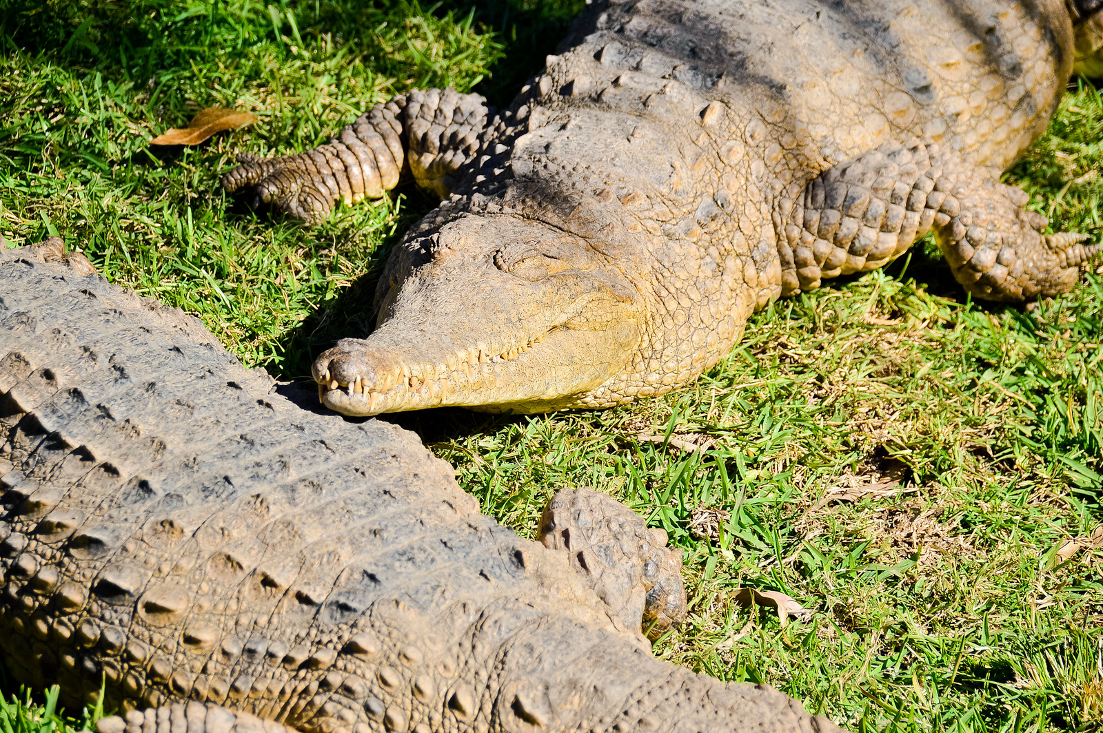 Currumbin Wildlife Sanctuary Crocodiles