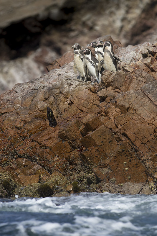 Penguins on Ballestas islands in Peru