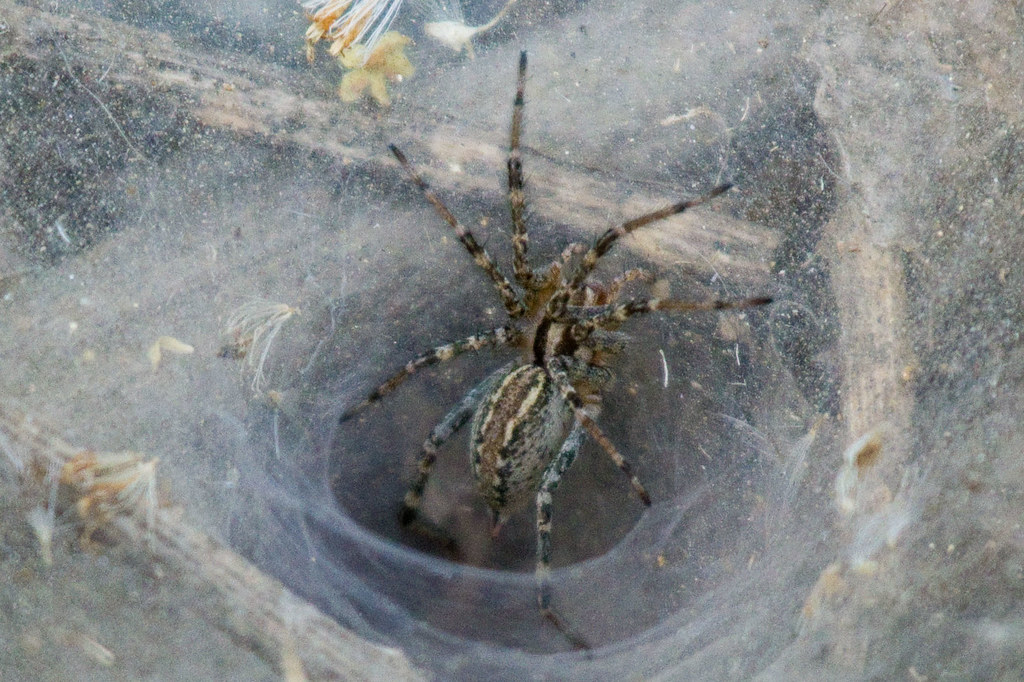 very thin translucent spider california