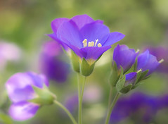 Blue flower no.2