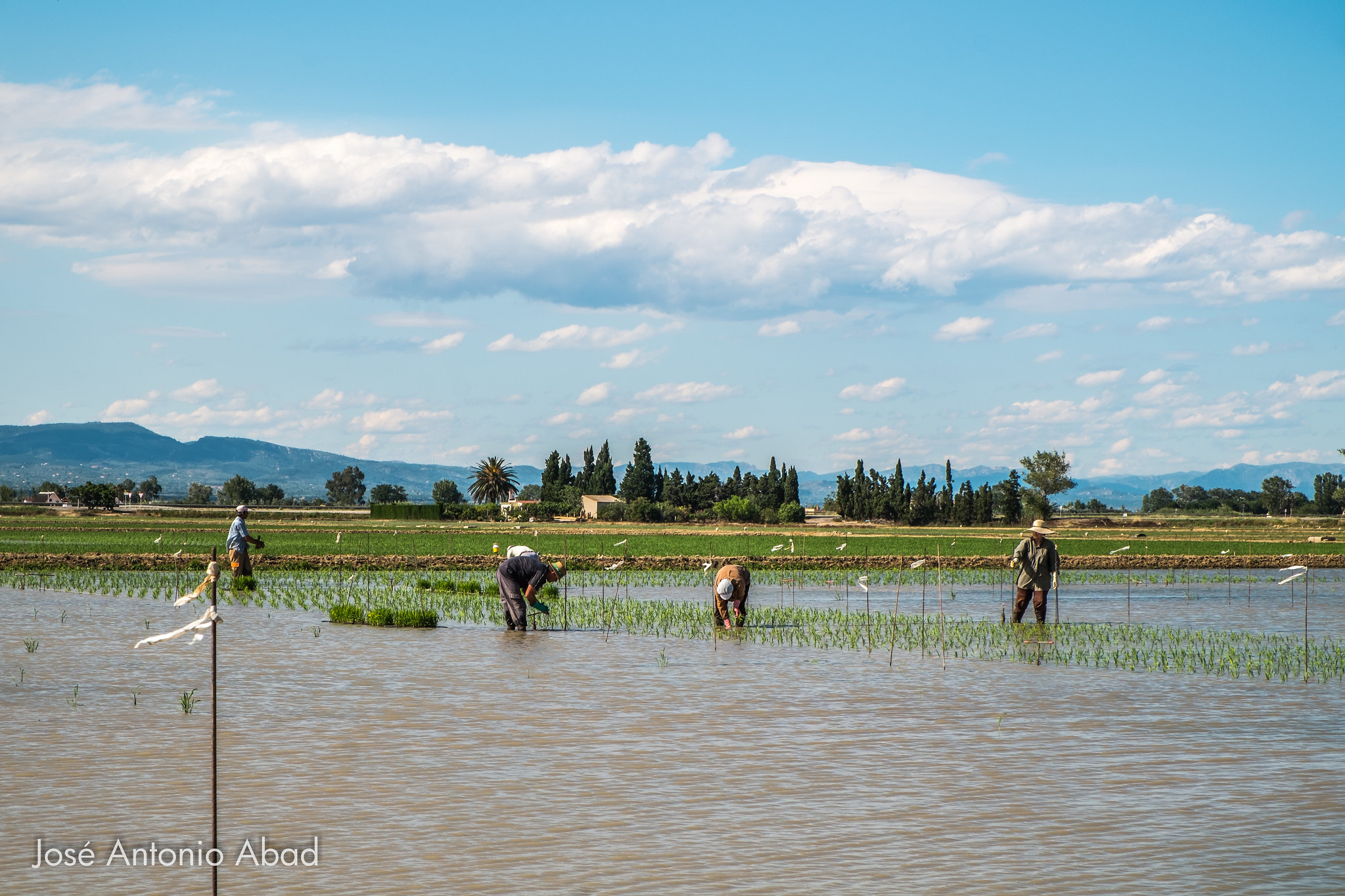 Plantando arroz en el Delta