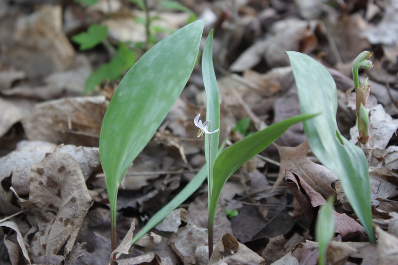 A small white flower among much larger green leaves