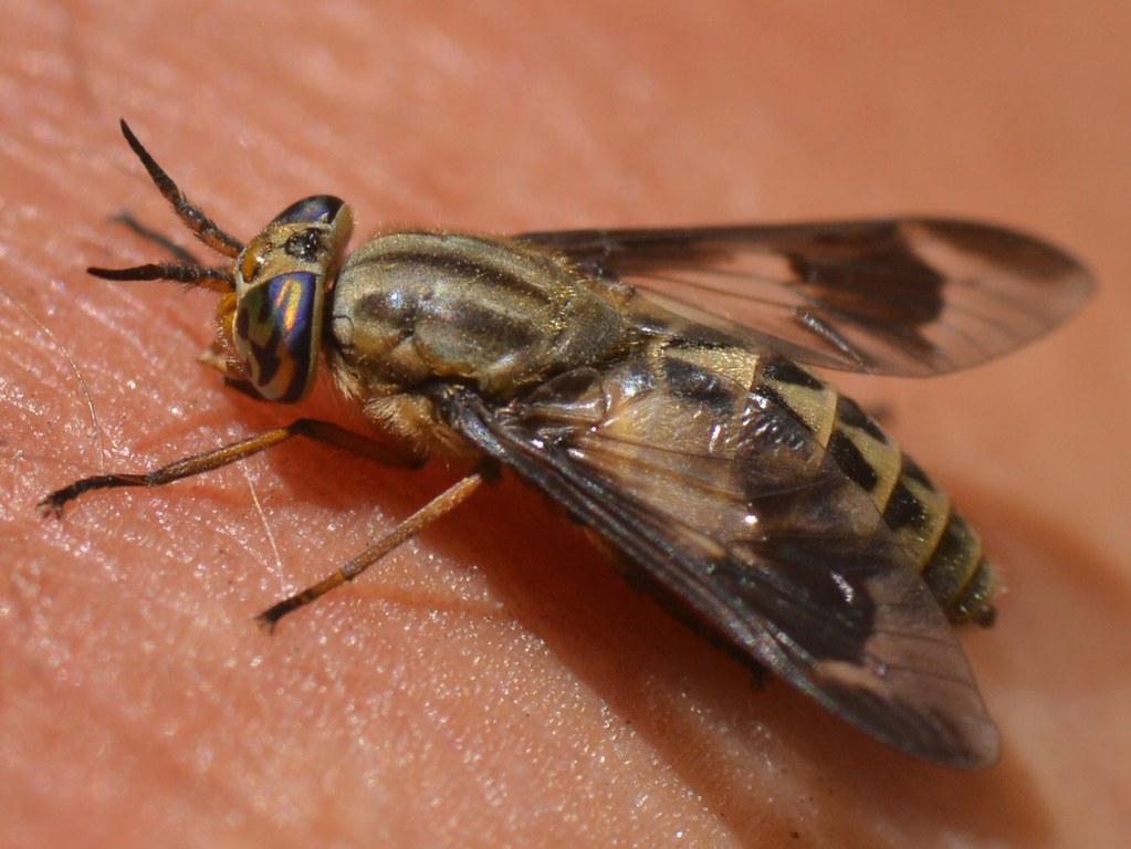 Deer Fly Tabanidae Diptera Biting My Left Hand Sigh