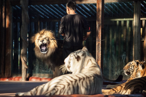 Lion training at Chuanlord Manor, Hong Kong 2013