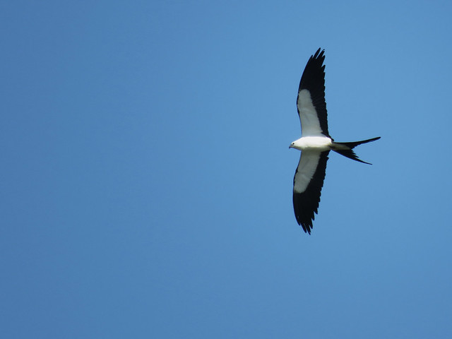 Swallow-tailed Kite (Elanoides forficatus)