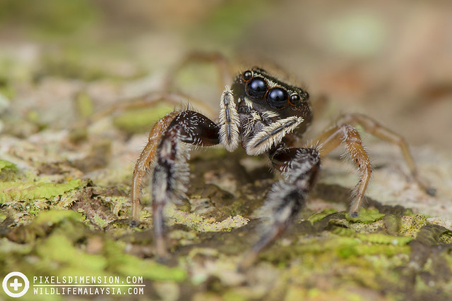 Six-spotted Scorpion Jumper- Bavia sexpunctata ♀