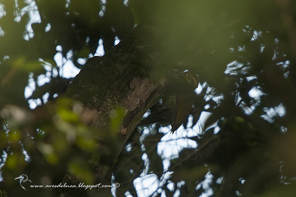 Carpintero dorado verdoso (White browed Woodpecker) Piculus aurulentus