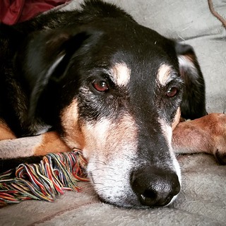 Tut gets his stitches out today!  #dogstagram #seniordog #coonhoundmix #muttsofinstagram #instadog #rescueddogsofinstagram #ilovemyseniordog