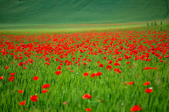 Red on green - Explore