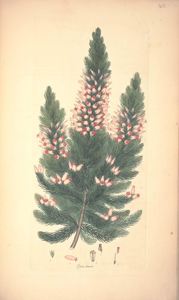 Erica densa