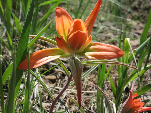 Spring Creek wildflowers 028