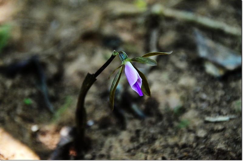 紫花脈葉蘭 (8)